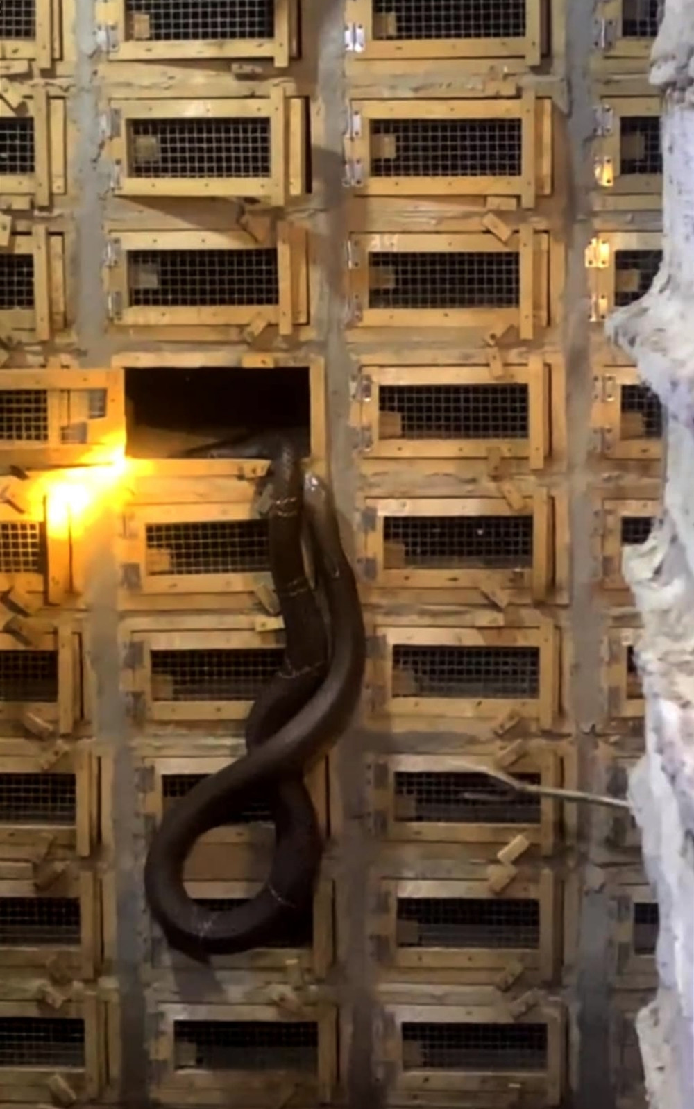 Thời gian đổi đàn của rắn cái có thể lâu hơn, có những con cái 10 năm vẫn còn sinh sản. Mỗi con rắn sinh sản được duy trì ở trọng lượng 2-3kg, mỗi lứa trứng có thể đạt 50 quả.