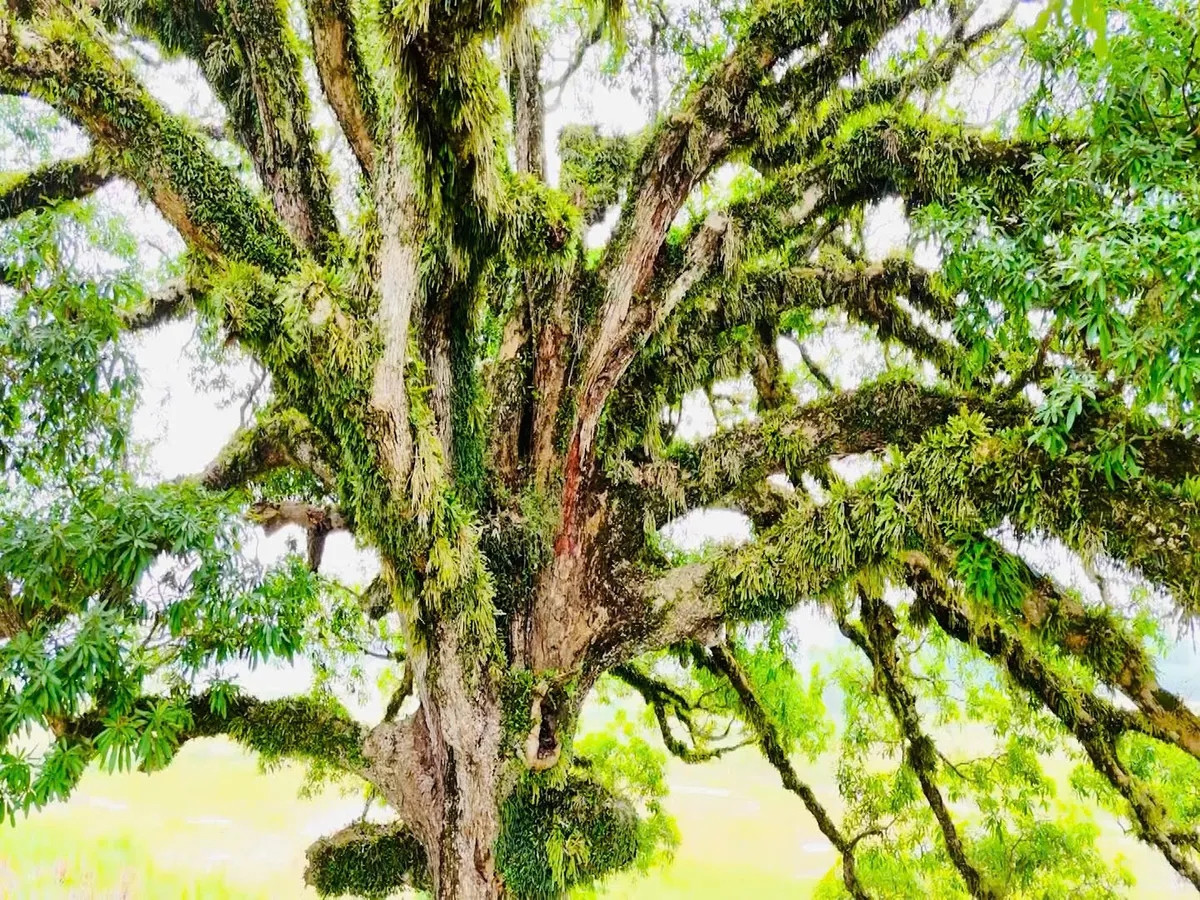 Tồn tại qua nhiều thế kỷ, phần thân cây trôi có nhiều ụ nổi, lớp vỏ sần sùi, rêu xanh phủ kín từ gốc đến cành cây. (Ảnh: VTV).