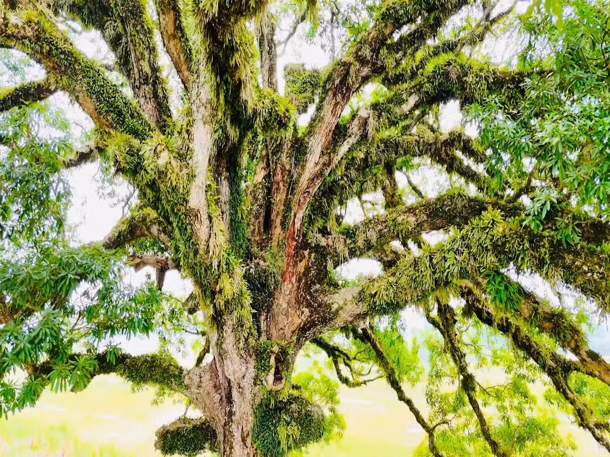 Tồn tại qua nhiều thế kỷ, phần thân cây trôi có nhiều ụ nổi, lớp vỏ sần sùi, rêu xanh phủ kín từ gốc đến cành cây. (Ảnh: VTV).