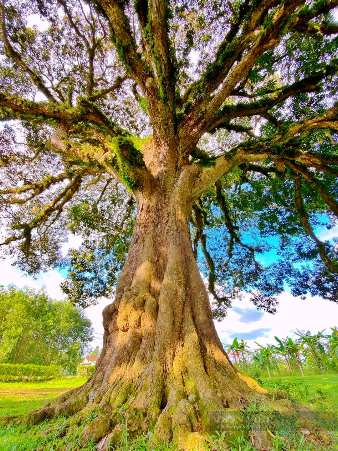 Trải qua bao thăng trầm của lịch sử, cây trôi khoảng 800 năm tuổi vẫn vươn mình phát triển xanh tươi, tỏa bóng mát cho dân làng. (Ảnh: Dân Việt).