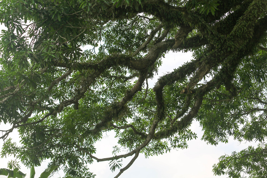 Người dân Hương Vĩnh xem "báu vật" của làng, gắn liền với đời sống sinh hoạt và văn hóa của xã và luôn nêu cao trách nhiệm bảo vệ, giữ gìn. (Ảnh: GD&amp;TĐ).