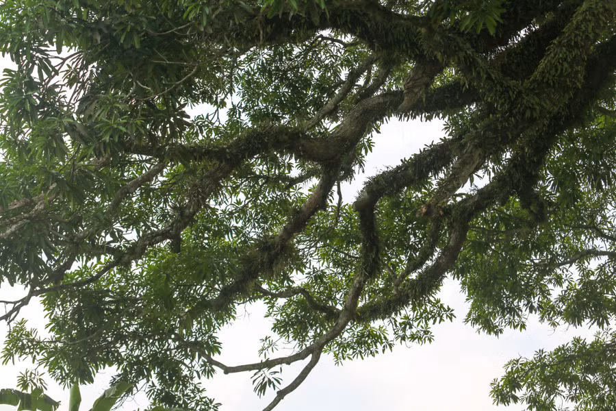 Người dân Hương Vĩnh xem "báu vật" của làng, gắn liền với đời sống sinh hoạt và văn hóa của xã và luôn nêu cao trách nhiệm bảo vệ, giữ gìn. (Ảnh: GD&amp;TĐ).