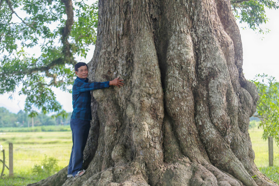Gốc cây có chu vi lớn. (Ảnh: GD&amp;TĐ).