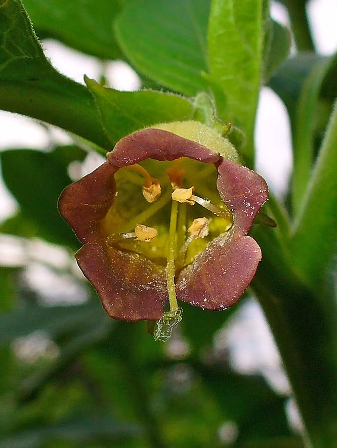 9. Cây Benladon: Belladonna trong tiếng Ý có nghĩa là phụ nữ xinh đẹp người Hồi giáo và trong quá khứ, loại cây có độc tính cao này đã được sử dụng làm thuốc nhỏ mắt để khiến mắt nhìn hấp dẫn hơn, mang đến cho con ngươi một hiệu ứng giãn nở. Các nhà khoa học sau đó phát hiện ra rằng hiệu ứng này là kết quả của việc ngăn chặn các thụ thể trong cơ mắt và sử dụng chất này thường xuyên có thể dẫn đến mù vĩnh viễn.