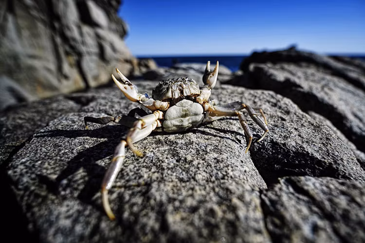 Một con cua trong Khu bảo tồn biển Viễn Đông. Nguồn ảnh: TASS.