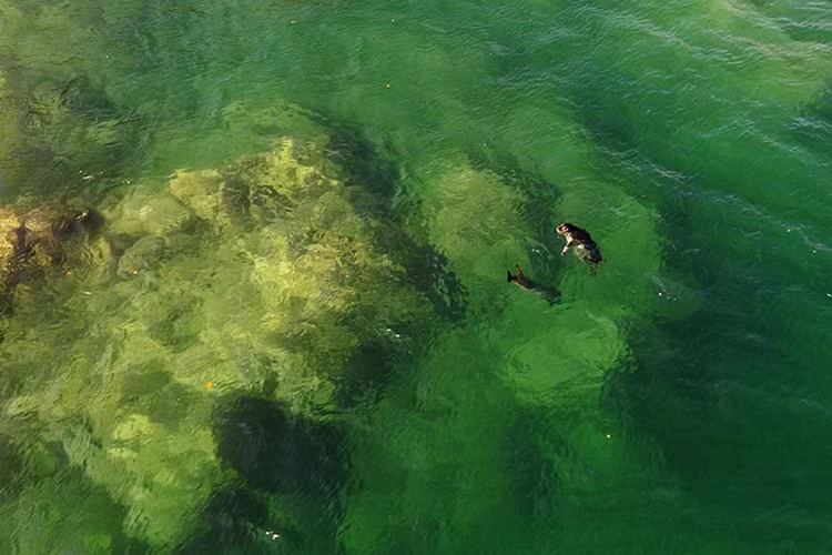  Khu bảo tồn Biển Viễn Đông là khu bảo tồn biển đầu tiên của Nga, bao gồm phần lớn diện tích của vùng biển này và 30 hòn đảo ở Vịnh Peter Đại đế, phía tây của Biển Nhật Bản. Nguồn ảnh: TASS.