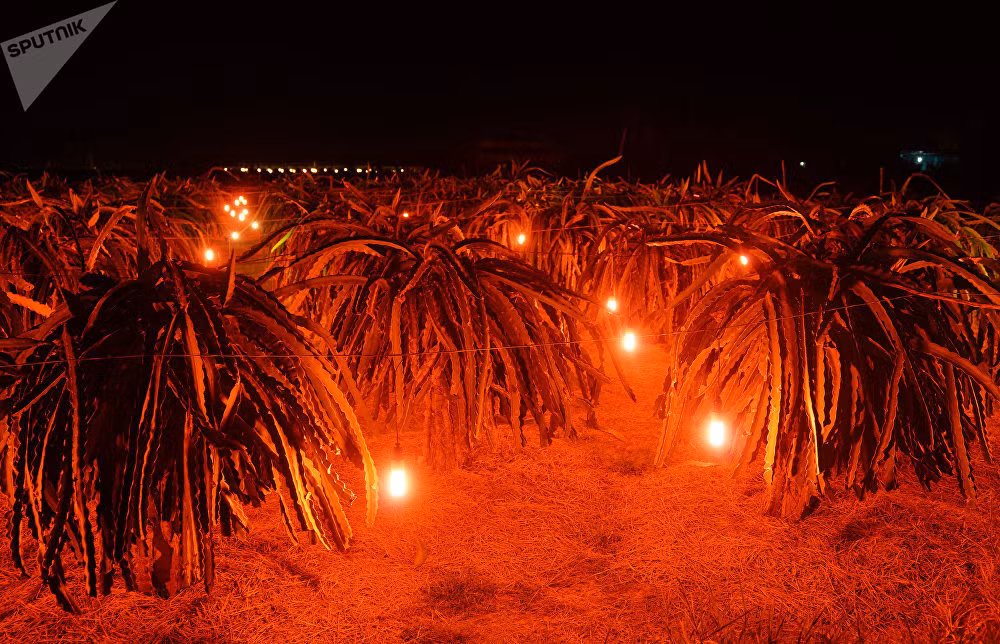 Một cánh đồng thanh long ở Bình Thuận được thắp đèn khi về đêm. Ảnh: Sputnik.