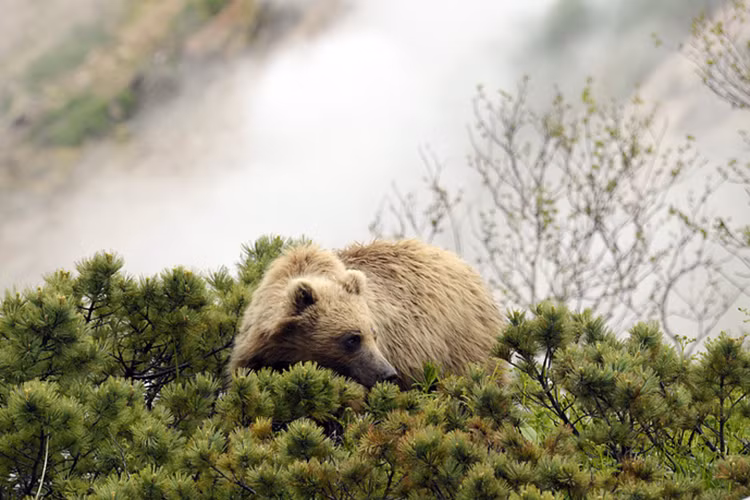 Một con gấu nâu ở Thung lũng Gạch ngọc trong khu bảo tồn thiên nhiên sinh quyển Kronotsky của Nga. Nguồn ảnh: TASS.