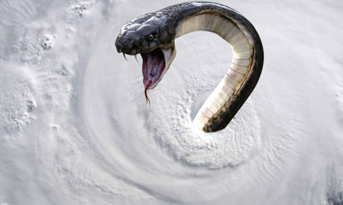 Canh bao sieu bao cuon ran doc “bay tu tung” khap tieu bang My