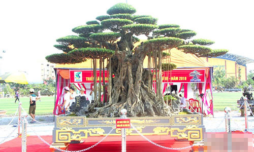 Trai tham do don cay dat vang 10 ty xon xao khap chon