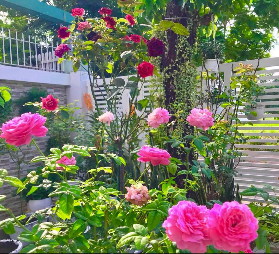 Rất nhiều loại hoa hồng đẹp được vợ chồng Quyền Linh trồng trong sân vườn.