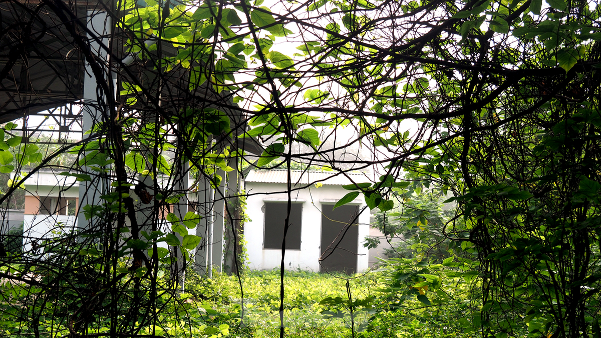 Không gian trong chợ bị cây dại bao phủ. (Ảnh: Tiền Phong).