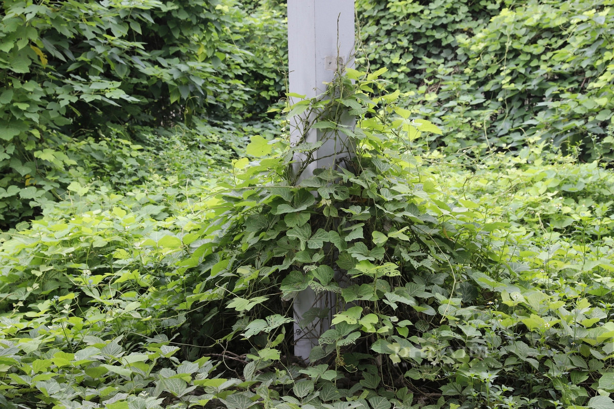 Cỏ cây mọc um tùm, che chắn các lối đi. (Ảnh: Dân Việt).