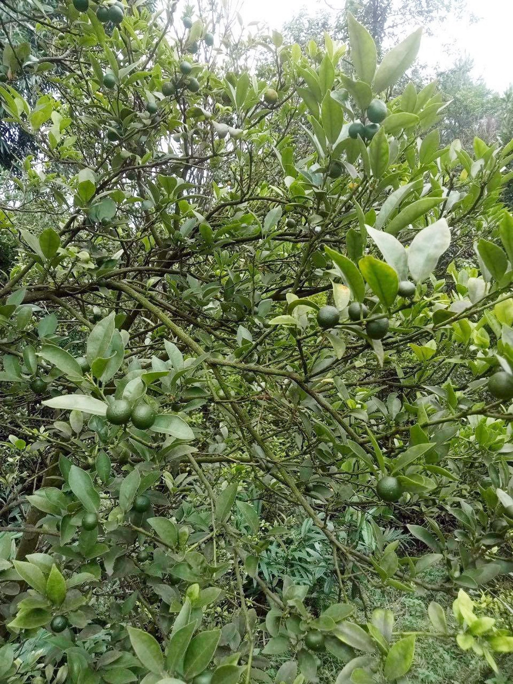 Chia sẻ với Người đưa tin, chị Tin (một người dân Lạng Sơn đã hơn 4 năm bán chanh rừng Mẫu Sơn) cho biết, chỉ gom được hơn chục cân chanh. Do mới vào đầu mùa, số lượng chanh thu được còn rất ít nên chị không đủ để trả đơn cho khách.