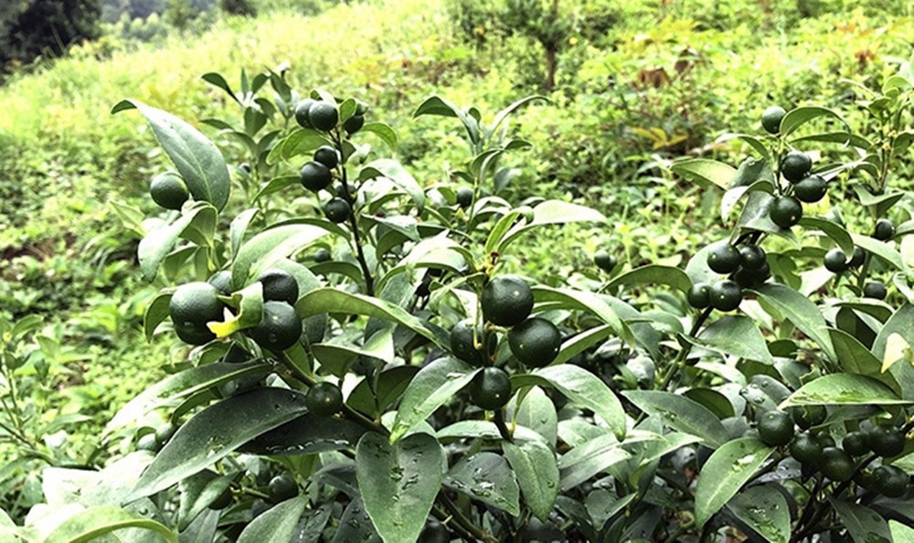 Thời gian gần đây, nhiều người mới biết đến và dùng nhiều nên giá chanh rừng ở Mẫu Sơn cũng được đẩy lên cao hơn. Hiện tại, chủ vườn chanh rừng đang bán cho khách sỉ giá dao động từ 55.000 - 60.000 đồng/kg. Trong khi đó, trên thị trường, chanh rừng Mẫu Sơn đang được rao bán mức giá dao động từ 100.000 - 130.000 đồng/kg.