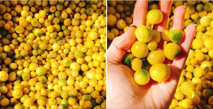 Không giống với các loại chanh khác, loại chanh này khá nhỏ, chỉ to hơn quả quất một chút. Khi chín, vỏ chanh có màu vàng đẹp mắt. Nếu ta ăn cả vỏ thì sẽ cảm nhận thấy vị ngọt bùi và rất thơm. Nếu ăn mỗi lõi không thì sẽ hơi chua một chút. Hoa chanh rừng nhỏ màu trắng nở ở những kẽ lá cành cây mọc từ gốc đến tận ngọn. Trong mỗi quả chanh thường có từ 3 đến 5 hạt con, rất ít.