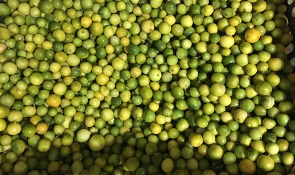 Theo chị Tin, do đang thời điểm đầu mùa, số lượng chanh ít, giá bán cũng cao nhưng khách vẫn đặt mua khá nhiều. “Vì nhiều người quan niệm chanh đầu mùa có lượng tinh dầu nhiều, để ngâm mật ong trị ho sẽ tốt hơn”, chị Tin chia sẻ.