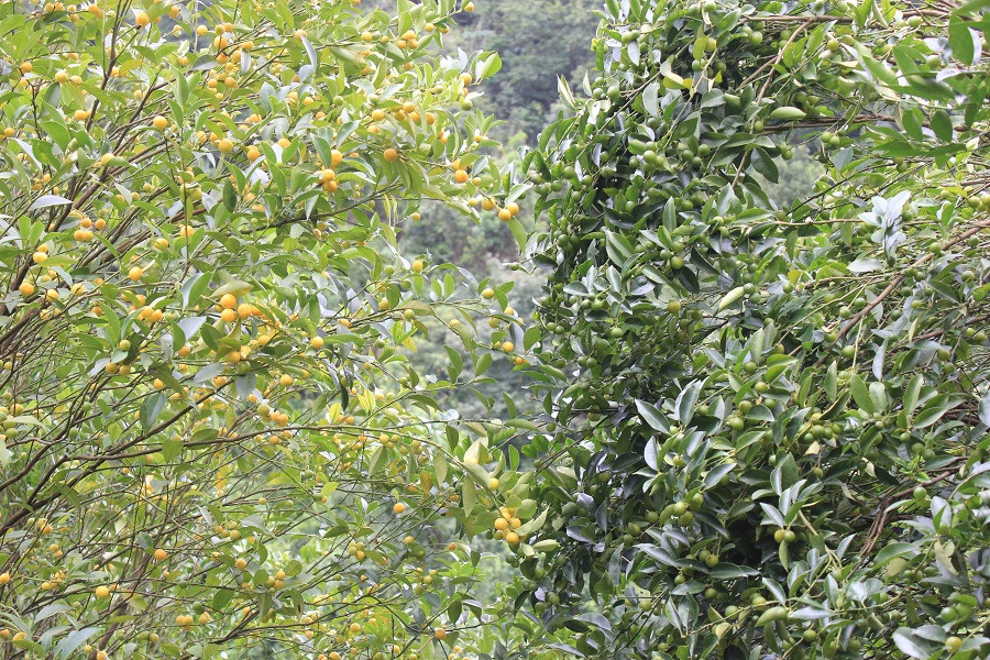 Thời điểm này, chanh rừng (hay còn gọi là chanh Mẫu Sơn) là loại chanh mọc trên núi Mẫu Sơn thuộc tỉnh Lạng Sơn bắt đầu bước vào vụ thu hoạch.