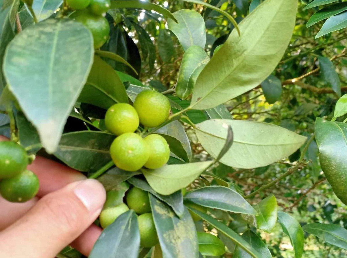 Vào giữa mùa, lượng chanh thu được rất nhiều. Với những năm chanh được mùa, mỗi ngày, chị Tin thu gom của dân đến vài tạ quả cũng bán hết. Chỉ tính riêng vụ năm ngoái, chị bán được cả tấn chanh rừng.