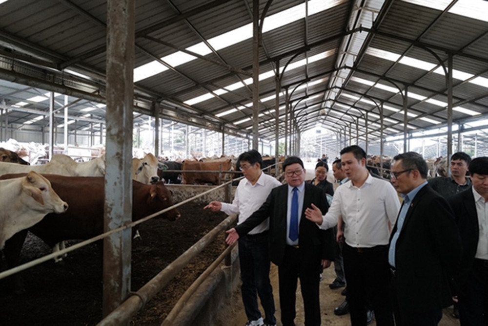 Cuối năm 2021, Asanzo công bố đầu tư 2.000 tỷ đồng nuôi bò và làm phân bón hữu cơ. “Doanh nghiệp nào cũng muốn giữ khoảng trống để kiếm lợi nhuận, không muốn chia sẻ với người dân. Khi chúng ta nghĩ đến chia sẻ thì mới làm chung được với nhau”, ông Tam nói.