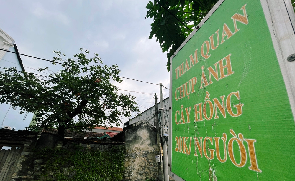 Người dân xung quanh cây hồng nổi tiếng cho biết, đợt này thưa vắng khách là bởi cây ít trái, lá xanh um tùm, lại bị gia chủ gắn quả giả nhìn không được đẹp.