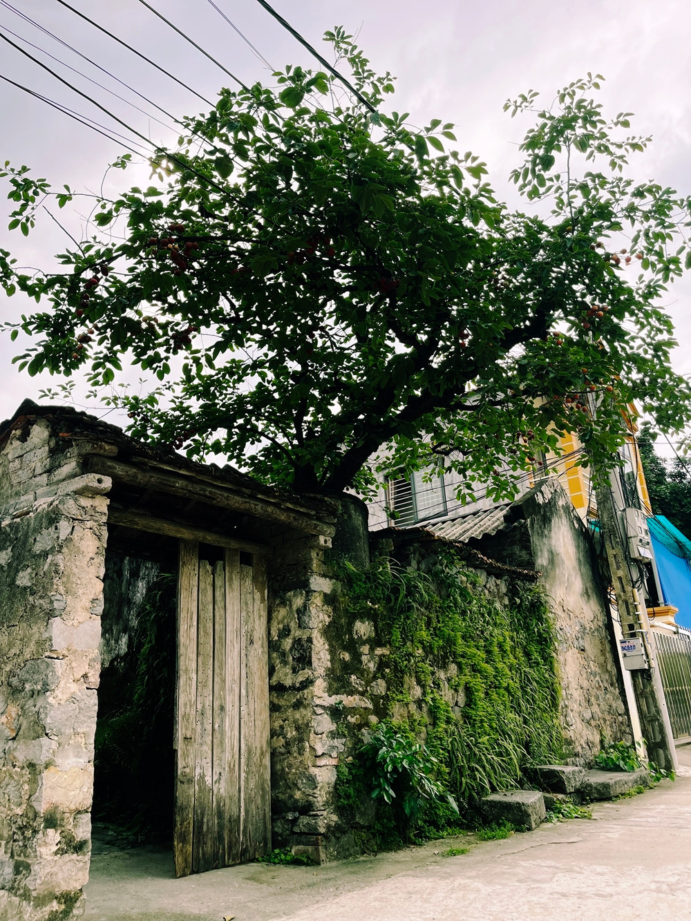 Tuy nhiên, thời điểm này, khác với khung cảnh tấp nập, nhộn nhịp người tới check-in, địa điểm cây hồng cổ không một bóng người, khung cảnh đìu hiu.