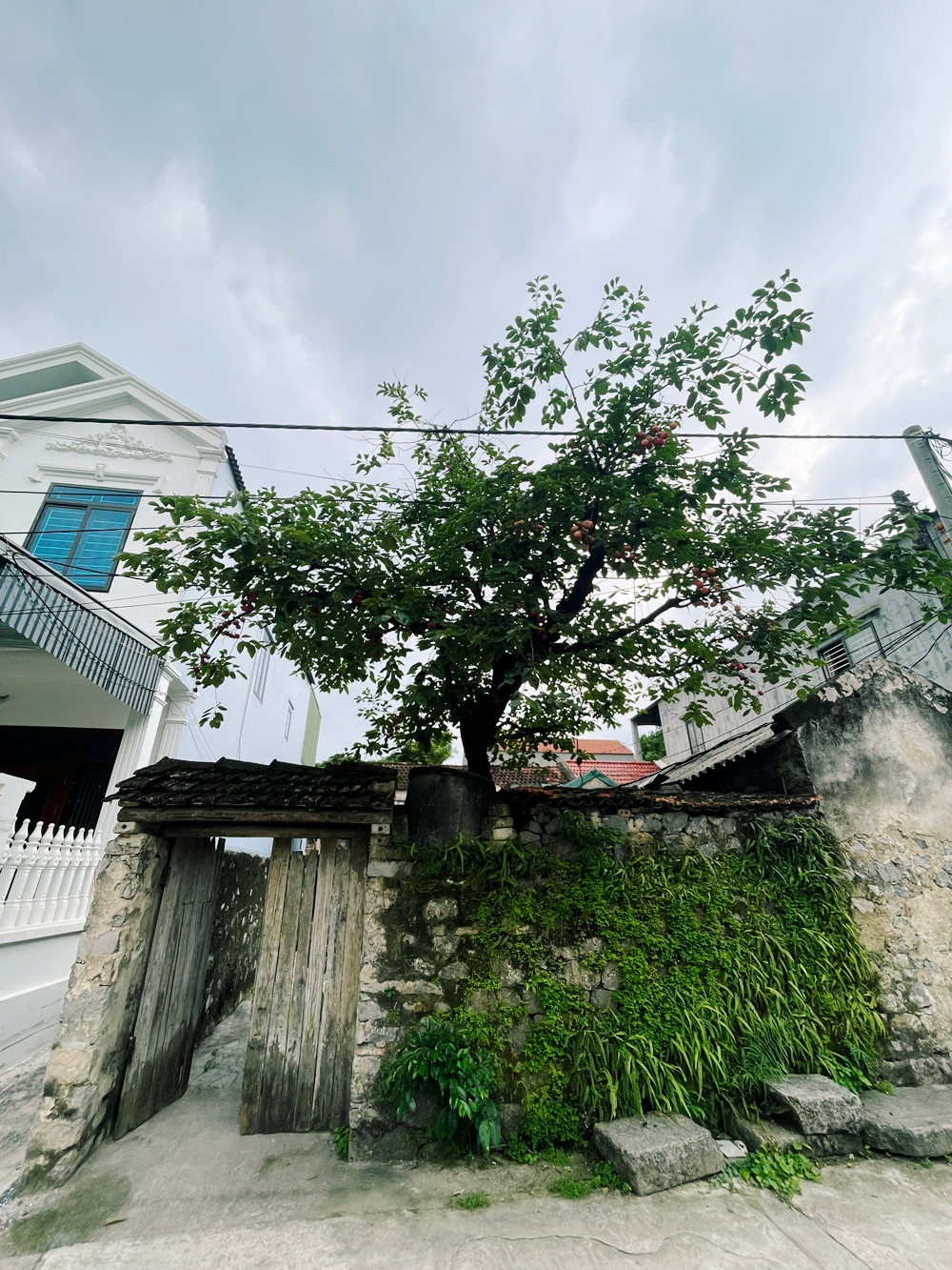 Khoảng 2 năm trước, cây hồng hơn 100 tuổi của gia đình bà Lê Thị Xiêm ở thôn Khê Hạ, xã Ninh Xuân, huyện Hoa Lư (tỉnh Ninh Bình) bất ngờ nổi tiếng, được nhiều người ùn ùn kéo đến check-in, chụp ảnh.