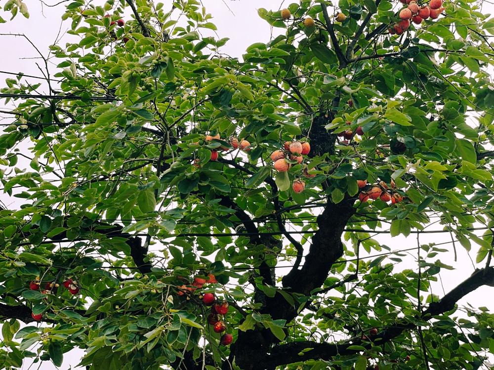 Không phải mùa quả nhưng cây vẫn có trái từng chùm nhờ gắn quả giả.