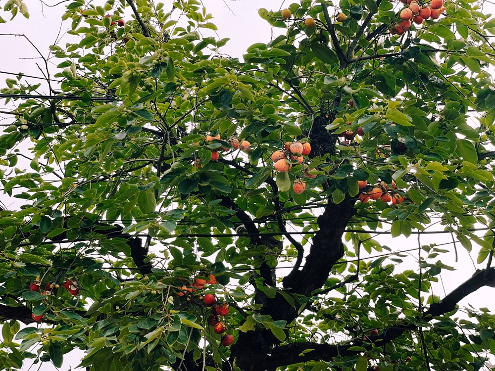 Không phải mùa quả nhưng cây vẫn có trái từng chùm nhờ gắn quả giả.