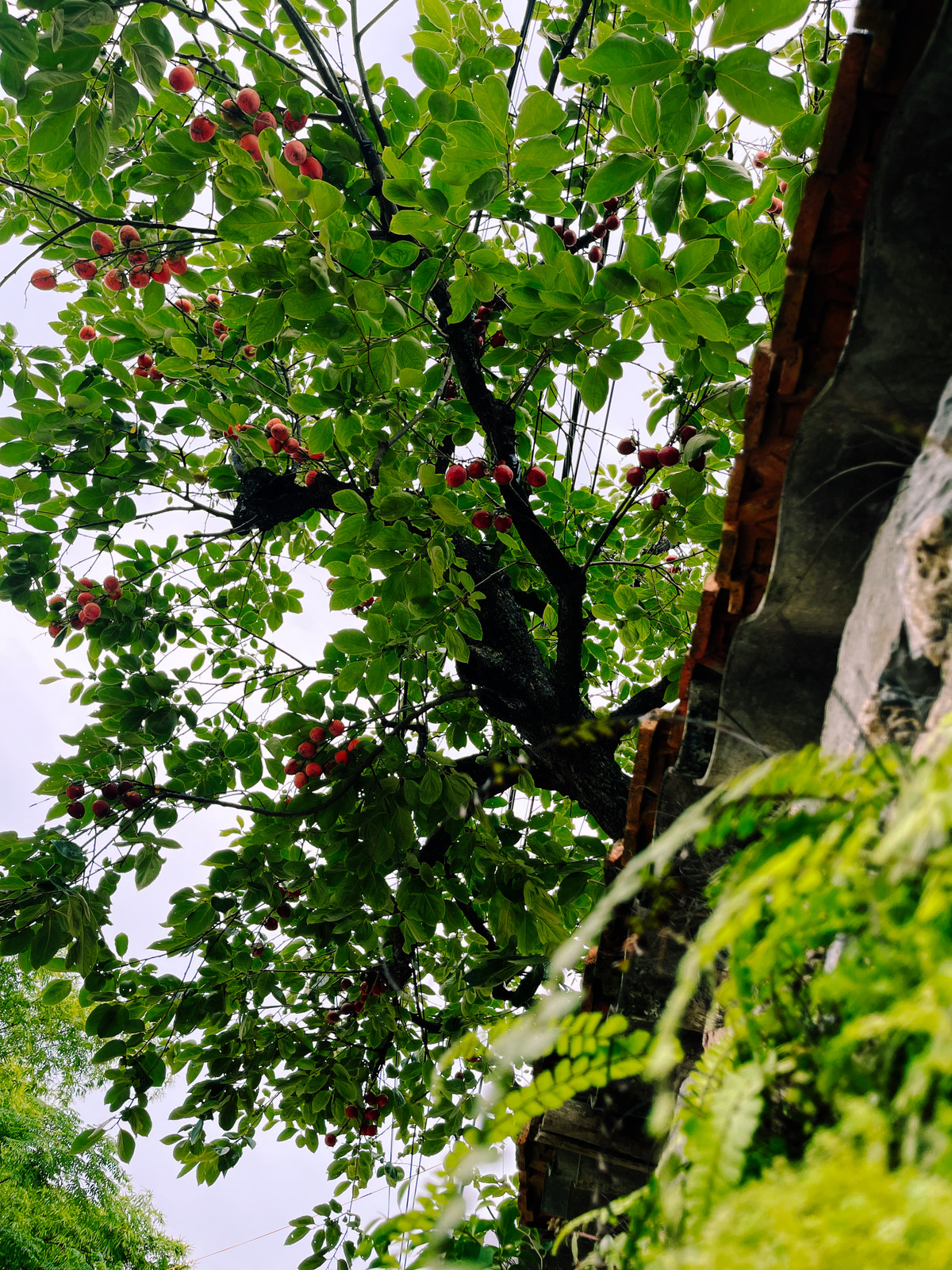 Nhìn từ xa cây hồng cổ nhà bà Xiêm sai trái trĩu trịt nhưng đến gần lại là quả giả, với màu sắc lòe loẹt.