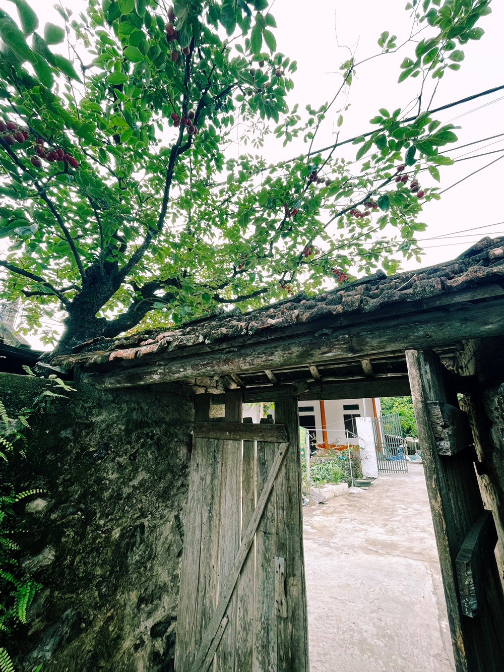 Thỉnh thoảng có người đến chụp ảnh với cây hồng cổ, nhưng khi thấy cây gắn quả giả họ chỉ chụp vài bức hình bên chiếc cổng đơn sơ, mộc mạc của gia đình bà Xiêm rồi về.