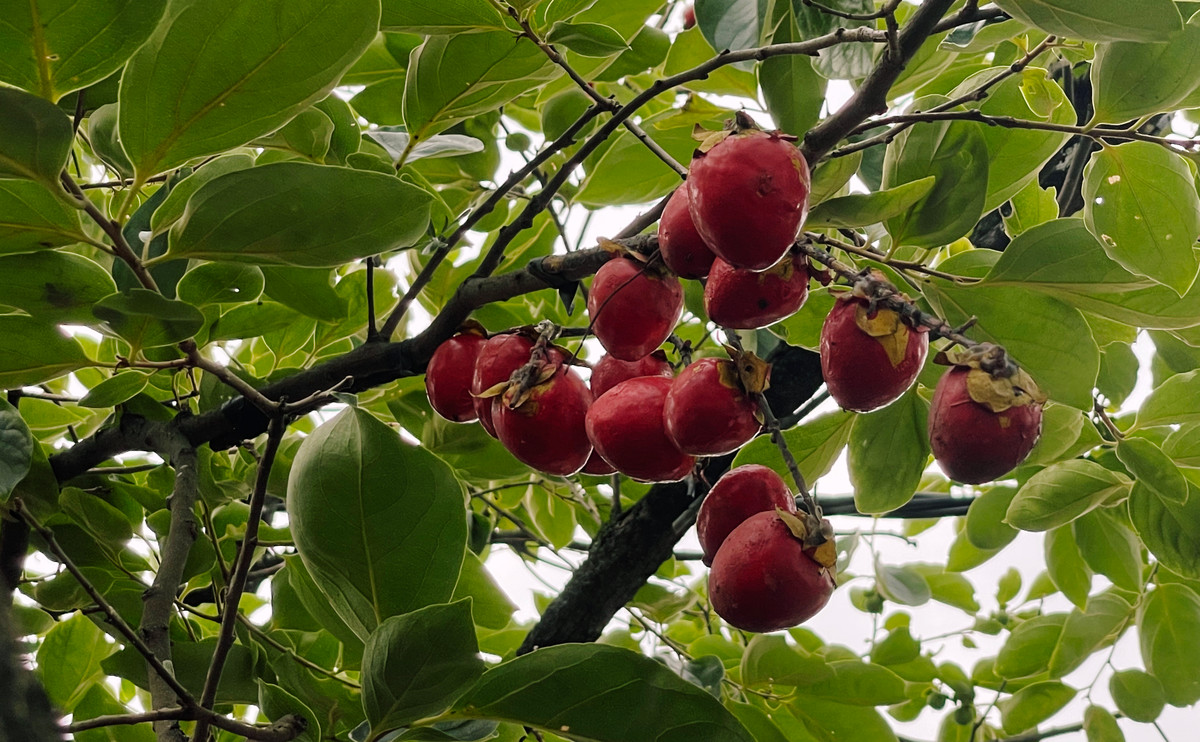 Cây hồng được gắn quả giả.