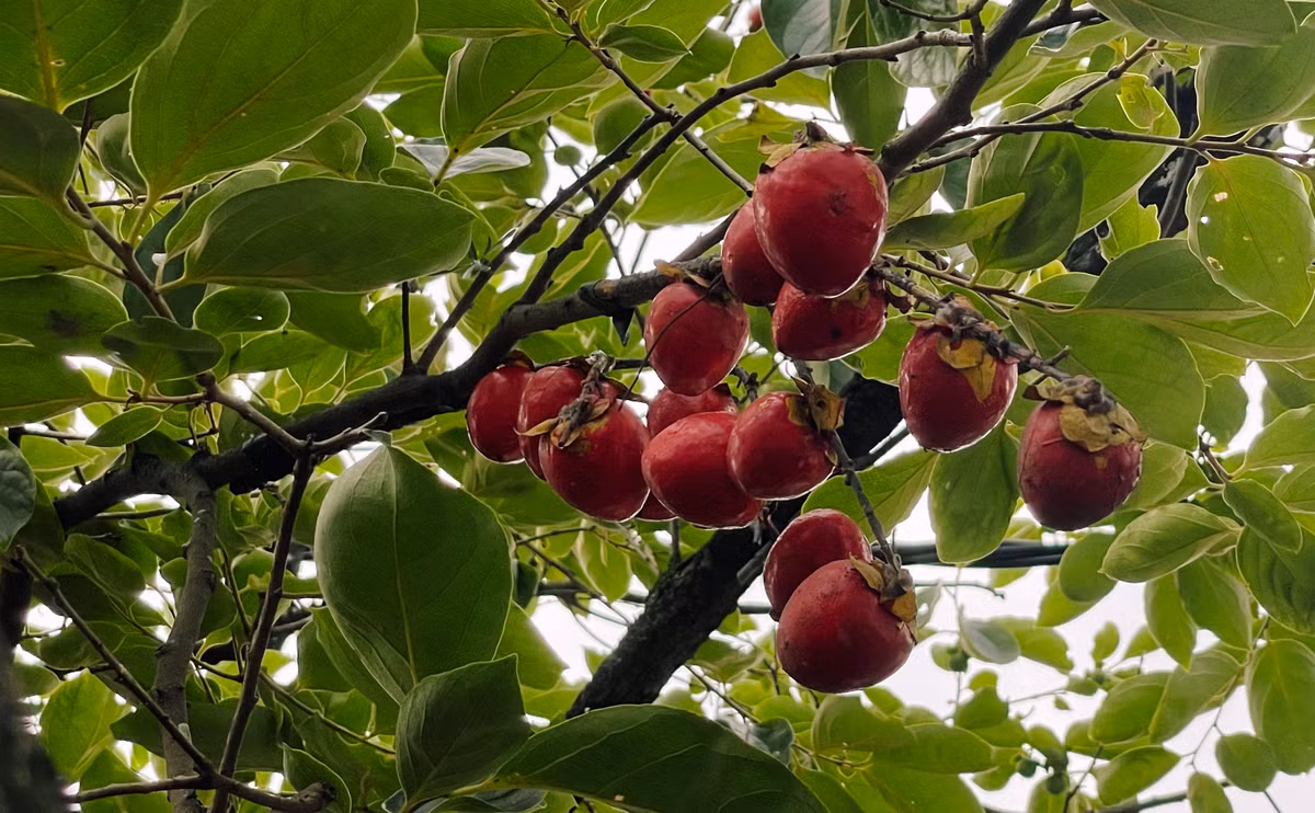 Cây hồng được gắn quả giả.