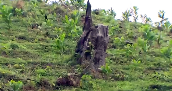 Hoa Binh: Kiem tra viec chi tra tien quan ly, bao ve rung phong ho