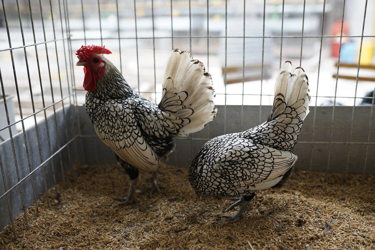 Gà vảy cá chỉ đẻ khoảng 60 - 80 quả trứng mỗi năm. Một số chủng có khả năng sinh sản cao hơn. Tuy nhiên, nhược điểm là gà vảy cá mái lại phần lớn không biết ấp trứng. Do đó, những người nuôi gà vảy cá thường dùng gà mái khác để ấp hộ trứng cho loài gà này. Bằng cách ấp trứng này, tỷ lệ trứng nở cũng cao hơn nhiều so với dùng máy ấp trứng.