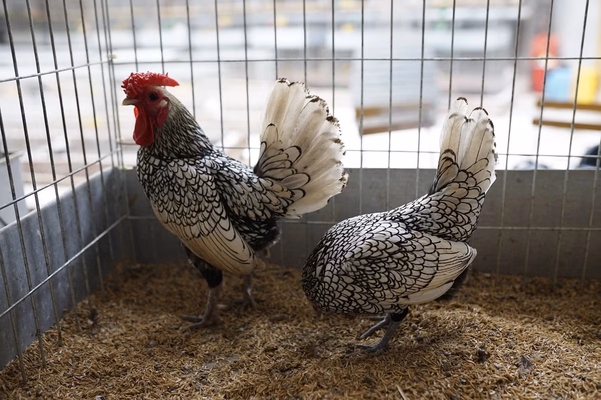 Gà vảy cá chỉ đẻ khoảng 60 - 80 quả trứng mỗi năm. Một số chủng có khả năng sinh sản cao hơn. Tuy nhiên, nhược điểm là gà vảy cá mái lại phần lớn không biết ấp trứng. Do đó, những người nuôi gà vảy cá thường dùng gà mái khác để ấp hộ trứng cho loài gà này. Bằng cách ấp trứng này, tỷ lệ trứng nở cũng cao hơn nhiều so với dùng máy ấp trứng.