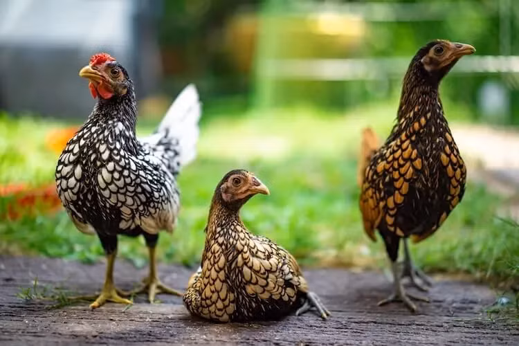 Gà vảy cá rất dễ nuôi, dễ thích nghi với điều kiện khí hậu của Việt Nam.