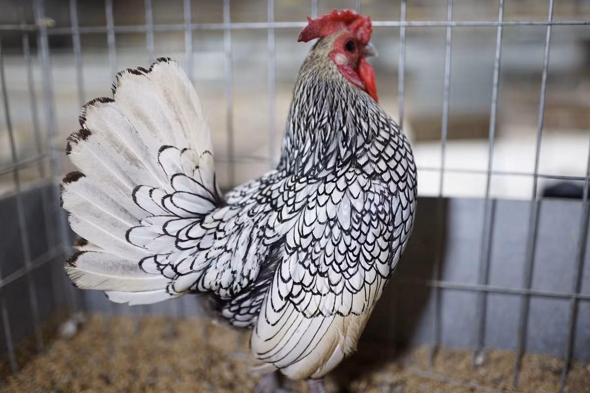 Điểm đặc biệt của gà vảy cá là bộ lông đẹp như tranh vẽ, từng lớp xếp chồng lên nhau nhìn hệt như lớp vảy cá.