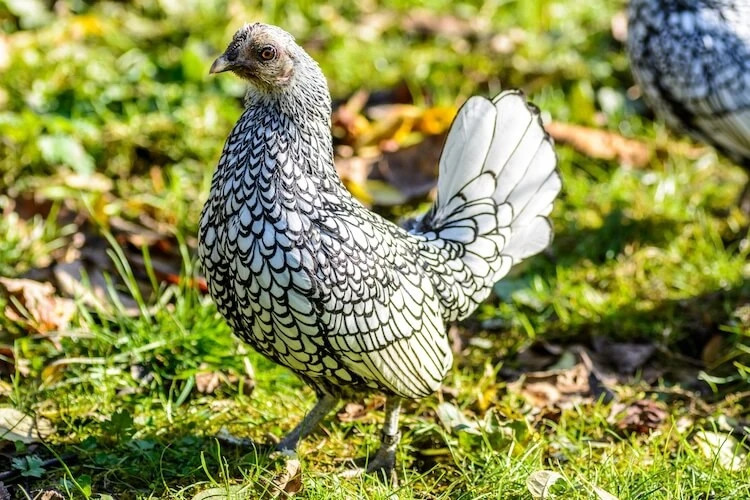 Gà vảy cá có kích thước nhỏ hơn cả gà ri, khi trưởng thành trọng lượng của chúng cũng chỉ khoảng 600-800 gram.