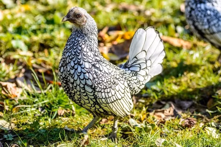 Gà vảy cá có kích thước nhỏ hơn cả gà ri, khi trưởng thành trọng lượng của chúng cũng chỉ khoảng 600-800 gram.