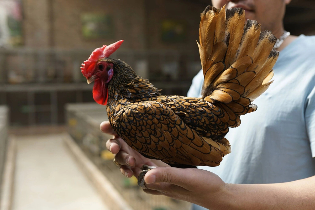 Trên thị trường, gà vảy cá có giá trị rất cao, trong đó, gà giống khoảng 1 tuần tuổi có giá khoảng 1,5 triệu đồng/con, gà vảy cá trưởng thành sẽ có giá dao động từ 5 – 10 triệu đồng/cặp. Đối với những con gà đạt giải tại các cuộc thi có thể có giá lên tới hàng chục triệu đồng.