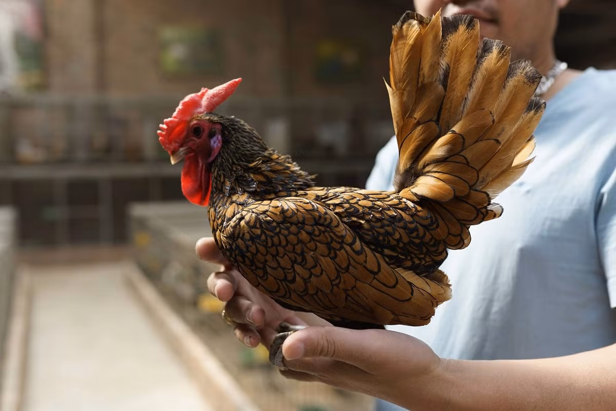 Trên thị trường, gà vảy cá có giá trị rất cao, trong đó, gà giống khoảng 1 tuần tuổi có giá khoảng 1,5 triệu đồng/con, gà vảy cá trưởng thành sẽ có giá dao động từ 5 – 10 triệu đồng/cặp. Đối với những con gà đạt giải tại các cuộc thi có thể có giá lên tới hàng chục triệu đồng.