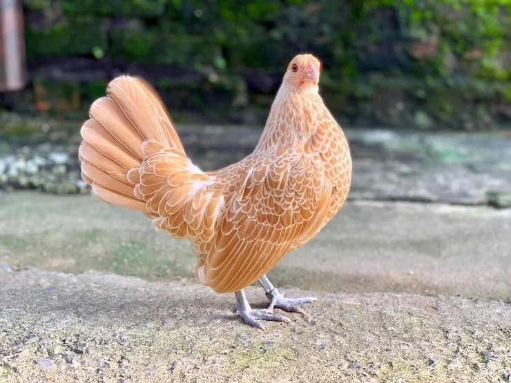 Gà vảy cá có 2 màu lông phổ biến là trắng bạc và vàng đồng, trong đó gà màu vàng đồng hiếm hơn, giá cũng đắt hơn vài triệu so với gà màu trắng bạc.