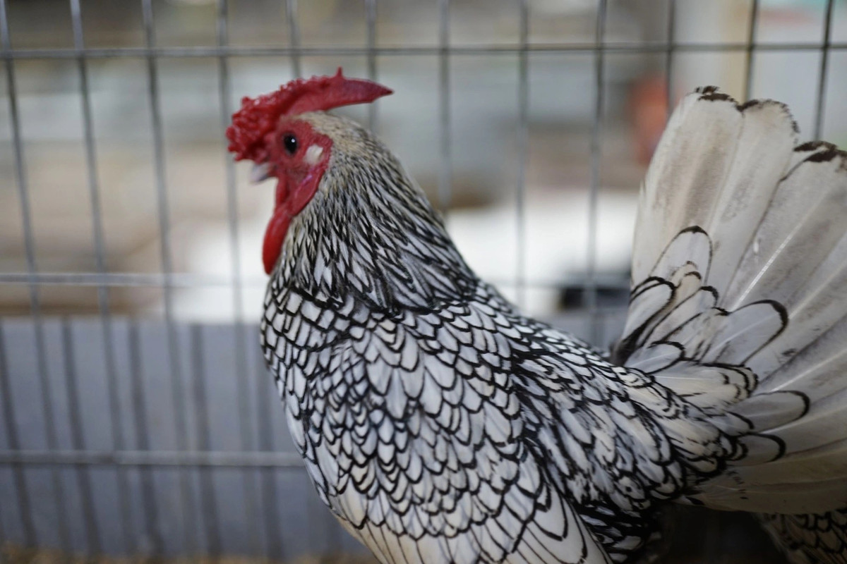 Ở mỗi chiếc lông đều có những viền trắng hoặc đen nổi bật như được vẽ thêm vào. Hoa văn vảy cá này chính là một nét độc đáo riêng mà không có giống gà nào có được.