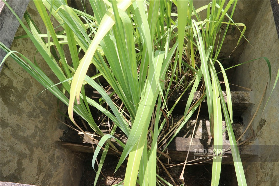 Theo ông Đinh Ngọc Khánh (trưởng thôn khu tái định cư Mai Sơn), cơn bão lịch sử năm 2008 đã gây thiệt hại nặng nề cho bà con nhân dân 2 xã Tân Mai và Phúc Sạn của huyện Mai Châu. Hơn 60 hộ dân 2 xã đã về định cư tại xã Yên Nghiệp (Lạc Sơn) lấy tên mới là làng Mai Sơn.