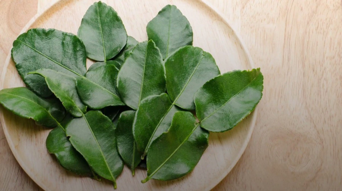 Nhận thấy nguồn lợi nhuận rất lớn từ loại lá bình thường này, từ vài năm trước, lá chanh đã được một số công ty thu gom với số lượng hàng chục tấn để xuất khẩu sang thị trường châu Âu, thu về cả triệu USD. Lá chanh xuất sang thị trường châu Âu có 2 dạng, dạng gia vị được đóng gói chung với sản phẩm riềng, ớt hiểm và sả cây. Còn dạng thông thường thì chỉ bao gói lá chanh thành những túi nhỏ và được cấp đông hoàn toàn. Lá chanh Việt Nam được thị trường châu Âu ưa chuộng vì thơm, đậm đà hơn so với lá chanh từ các nước khác. 