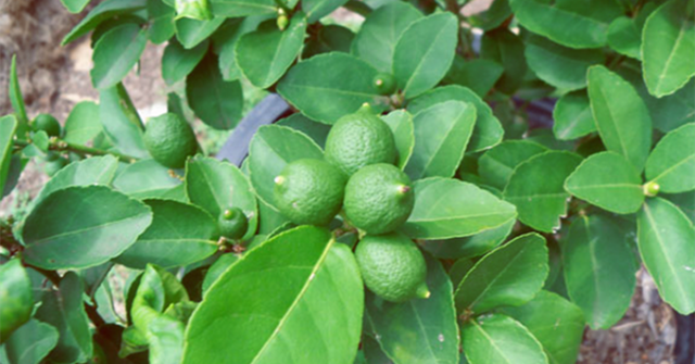 Ở nhiều nơi, lá chanh không được đem bán hoặc có bán thì cũng có giá "rẻ như cho". Ở chợ thành phố, lá chanh có giá rất rẻ, chỉ 1.000-2.000 đồng/mớ.