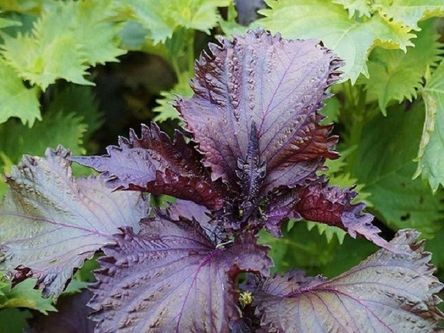 Tuy vậy, một công ty tại Bắc Ninh lại có thể trồng cây tía tô và xuất khẩu sang Nhật Bản với giá 700 đồng/lá, thu về hàng tỷ đồng/năm. 