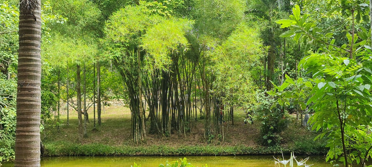 Tổ đình Từ Hiếu nhuốm màu hoang sơ huyền bí giữa đạo và đời, theo thời gian, nơi đây trở thành một trong những danh lam thắng cảnh nổi tiếng của mảnh đất cố đô.