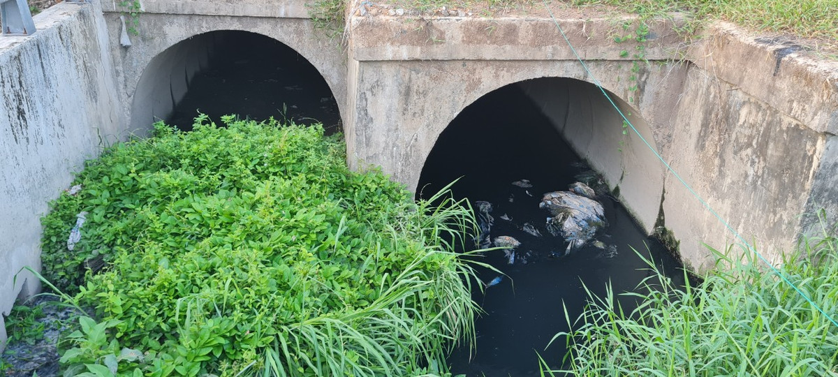 Nhiều nơi, cỏ dại sắp cao hơn miệng cống thoát nước.